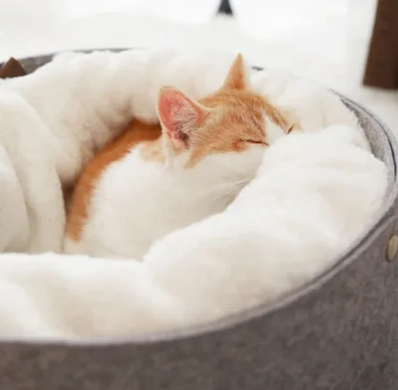 2 In 1 Detachable Cat Nest Bed Windproof Outer Shell With Removable Inner Bed